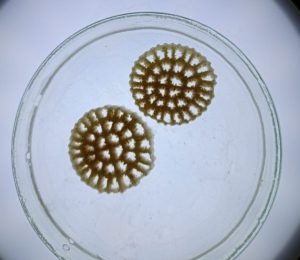corpo plastico colonizzato (mbbr)