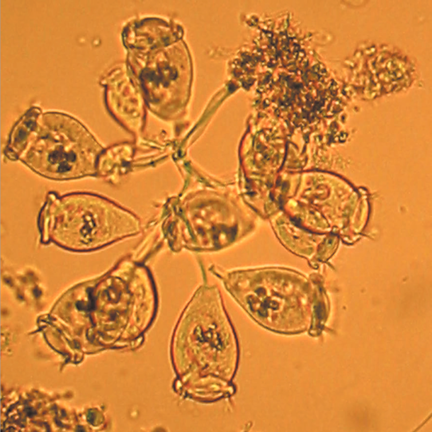 Trattamenti biologici